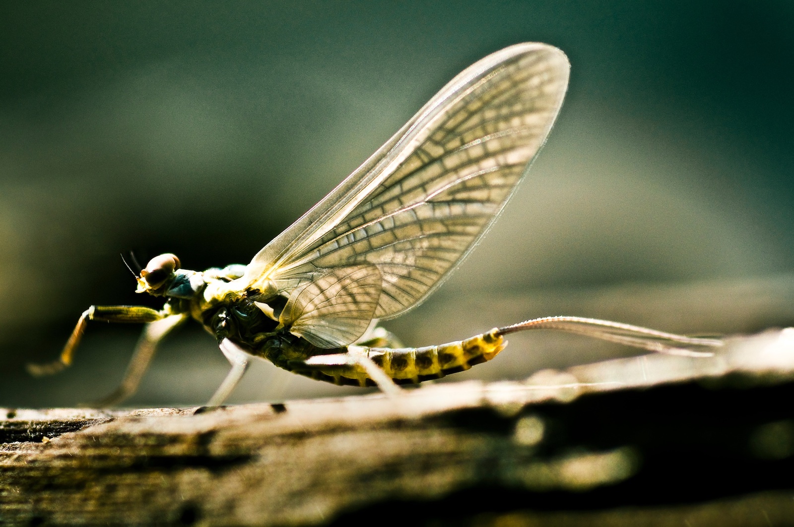 The Mayflies of Spring