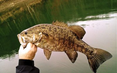 smallmouth-on-fly