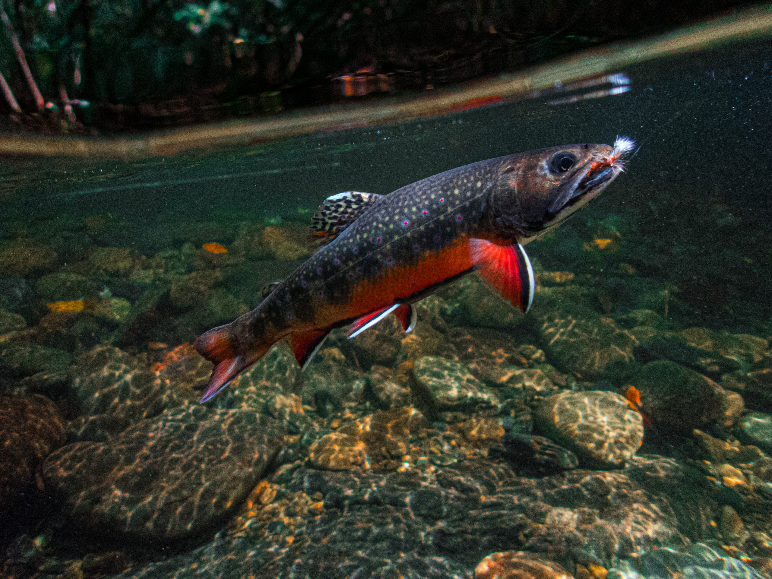 Brook Trout as Icon - SCOF - Southern Culture on the Fly